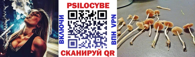 Псилоцибиновые грибы Psilocybe  Кировск 